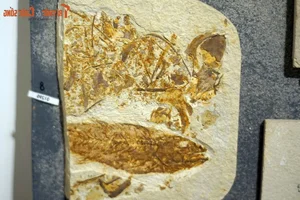 Discovering the Unique and Rare Fossilized Fish Collection in Vietnam - image 7
