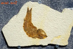 Discovering the Unique and Rare Fossilized Fish Collection in Vietnam - image 8
