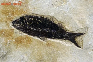 Discovering the Unique and Rare Fossilized Fish Collection in Vietnam - image 2