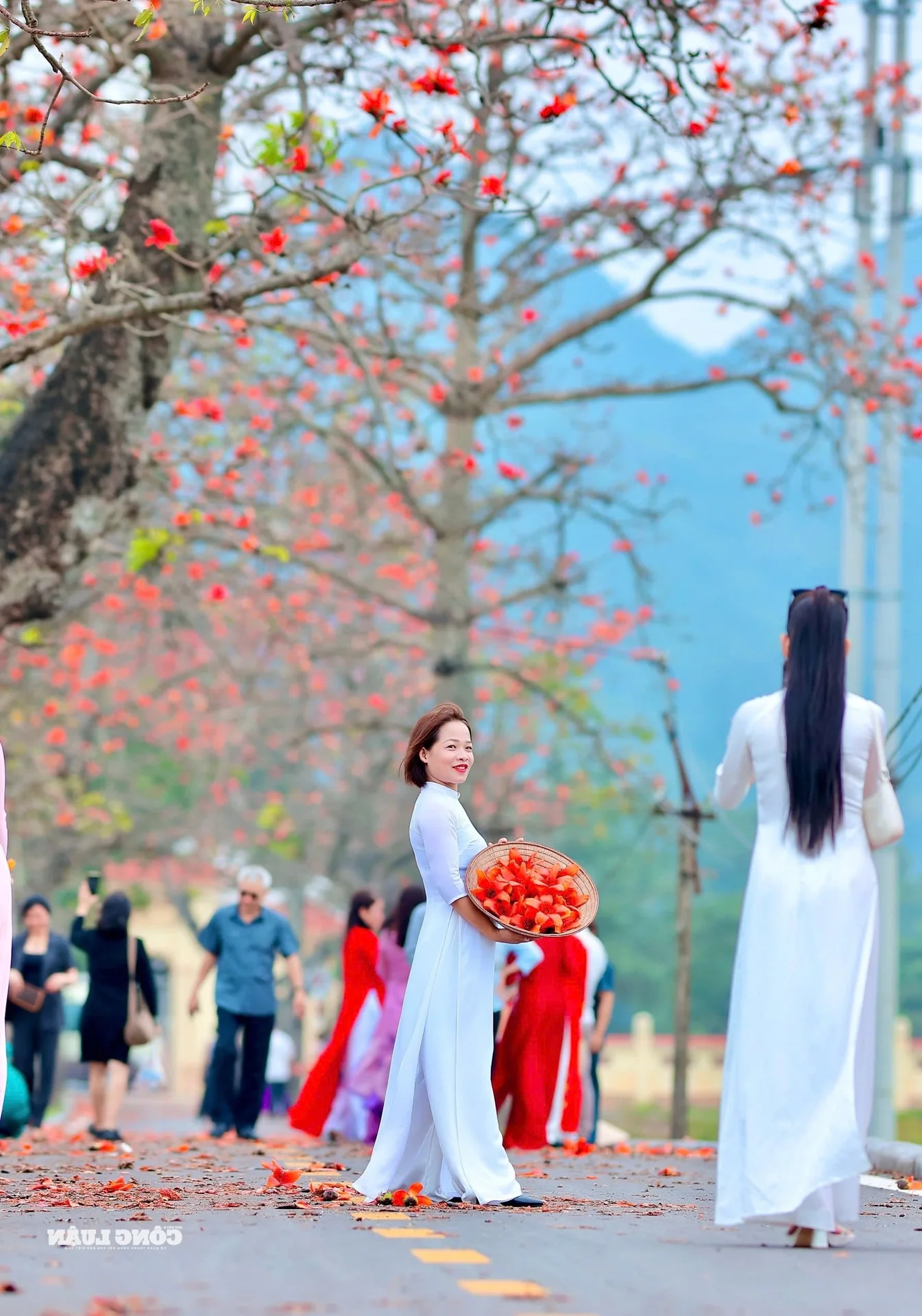 Red Silk Cotton Flowers Bloom in Doan Nu Village: A Stunning Hanoi Getaway