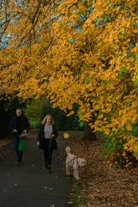 Capturing the Golden Splendor of Autumn Across the United Kingdom’s Most Iconic Landscapes - image 10