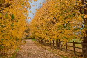Capturing the Golden Splendor of Autumn Across the United Kingdom’s Most Iconic Landscapes - image 0