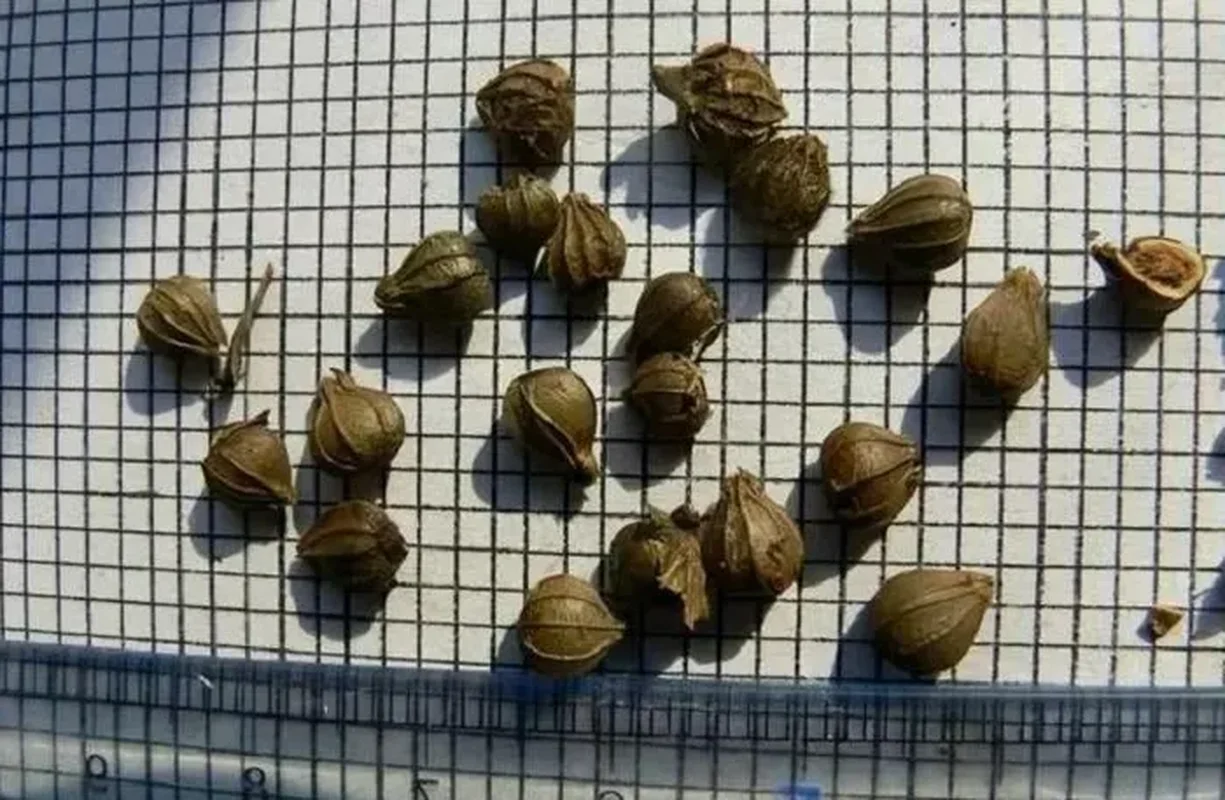 The World's Rarest Tree: How a Unique Species Survived Extinction