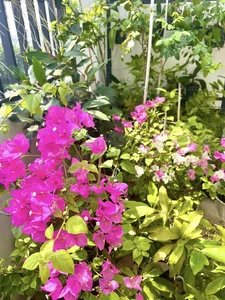 Vietnamese Actor From Cong Mat Troi Shares Stunning Rooftop Garden and Single Life at 41 - image 9