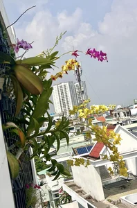 Vietnamese Actor From Cong Mat Troi Shares Stunning Rooftop Garden and Single Life at 41 - image 6