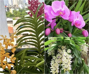 Vietnamese Actor From Cong Mat Troi Shares Stunning Rooftop Garden and Single Life at 41 - image 14