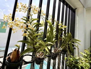 Vietnamese Actor From Cong Mat Troi Shares Stunning Rooftop Garden and Single Life at 41 - image 3