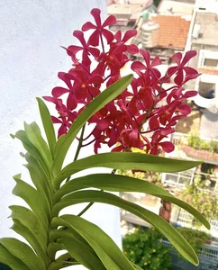 Vietnamese Actor From Cong Mat Troi Shares Stunning Rooftop Garden and Single Life at 41 - image 5