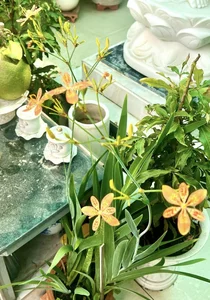Vietnamese Actor From Cong Mat Troi Shares Stunning Rooftop Garden and Single Life at 41 - image 2