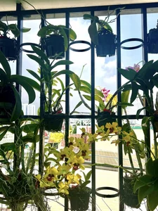 Vietnamese Actor From Cong Mat Troi Shares Stunning Rooftop Garden and Single Life at 41 - image 13