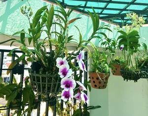 Vietnamese Actor From Cong Mat Troi Shares Stunning Rooftop Garden and Single Life at 41 - image 8