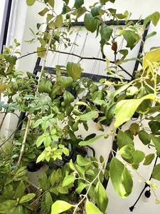 Vietnamese Actor From Cong Mat Troi Shares Stunning Rooftop Garden and Single Life at 41 - image 10