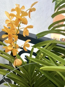 Vietnamese Actor From Cong Mat Troi Shares Stunning Rooftop Garden and Single Life at 41 - image 17