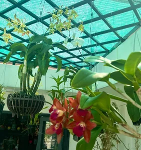 Vietnamese Actor From Cong Mat Troi Shares Stunning Rooftop Garden and Single Life at 41 - image 16
