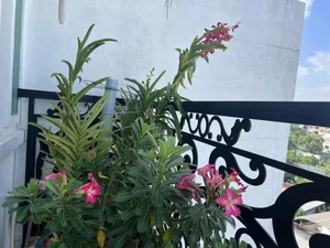 Vietnamese Actor From Cong Mat Troi Shares Stunning Rooftop Garden and Single Life at 41 - image 0
