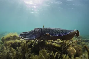 Incredible Animals with Mind-Blowing Superpowers That Will Amaze You - image 1