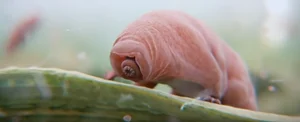 Incredible Animals with Mind-Blowing Superpowers That Will Amaze You - image 8