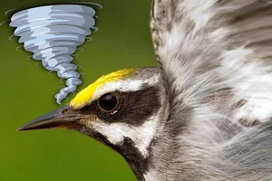 Incredible Animals with Mind-Blowing Superpowers That Will Amaze You - image 0