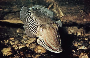 Incredible Animals with Mind-Blowing Superpowers That Will Amaze You - image 7