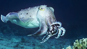 Incredible Animals with Mind-Blowing Superpowers That Will Amaze You - image 2