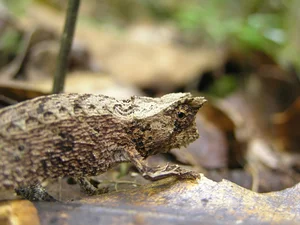 The Fingernail-Sized Lizard: A Rare Species on the Brink of Extinction - image 6