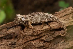 The Fingernail-Sized Lizard: A Rare Species on the Brink of Extinction - image 3