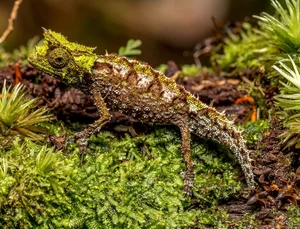 The Fingernail-Sized Lizard: A Rare Species on the Brink of Extinction - image 10