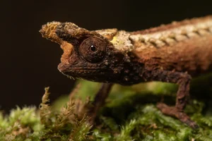 The Fingernail-Sized Lizard: A Rare Species on the Brink of Extinction - image 0