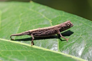 The Fingernail-Sized Lizard: A Rare Species on the Brink of Extinction - image 8