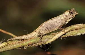 The Fingernail-Sized Lizard: A Rare Species on the Brink of Extinction - image 11