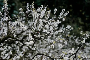 Spring Flower Guide: Best Destinations in Northern Vietnam - image 3