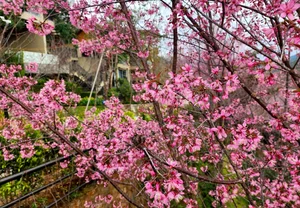 Spring Flower Guide: Best Destinations in Northern Vietnam - image 5