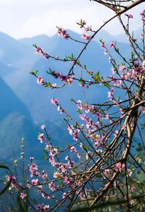 Spring Flower Guide: Best Destinations in Northern Vietnam - image 2