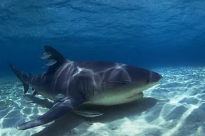 Nature’s Fiercest Predators: The Most Aggressive Animals You Should Never Approach - image 2