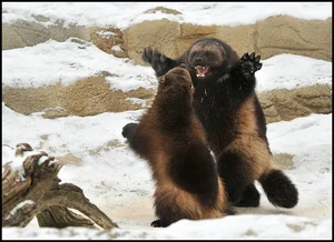 Nature’s Fiercest Predators: The Most Aggressive Animals You Should Never Approach - image 6