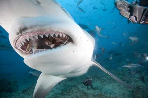 Nature’s Fiercest Predators: The Most Aggressive Animals You Should Never Approach - image 1
