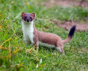 Nature’s Fiercest Predators: The Most Aggressive Animals You Should Never Approach - image 3