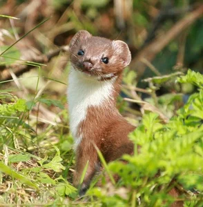 Nature’s Fiercest Predators: The Most Aggressive Animals You Should Never Approach - image 5