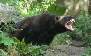 Nature’s Fiercest Predators: The Most Aggressive Animals You Should Never Approach - image 7