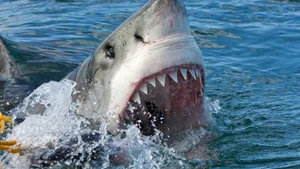 Nature’s Fiercest Predators: The Most Aggressive Animals You Should Never Approach - image 0