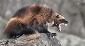 Nature’s Fiercest Predators: The Most Aggressive Animals You Should Never Approach - image 4