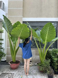 Inside Actress Van Trang’s Dreamy Flower-Filled Villa - image 11