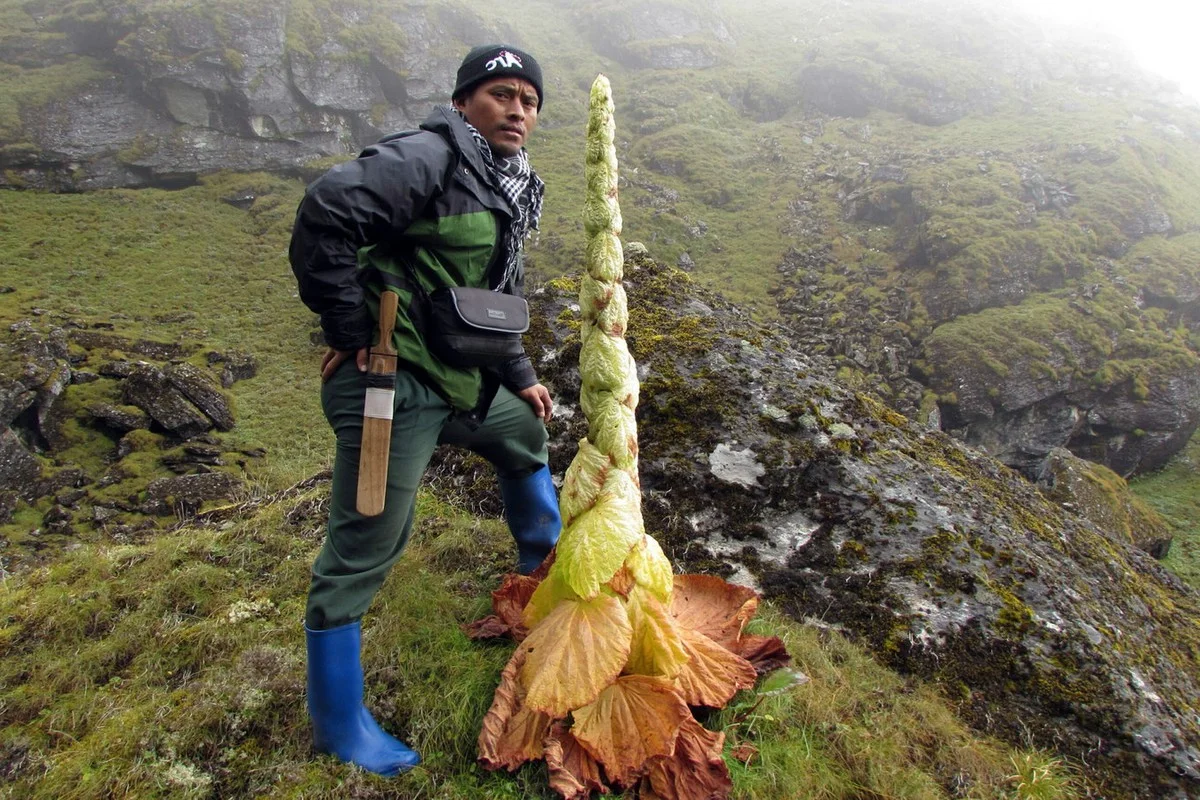 The Truth Behind the Rare Flower That Supposedly Blooms Every 400 Years