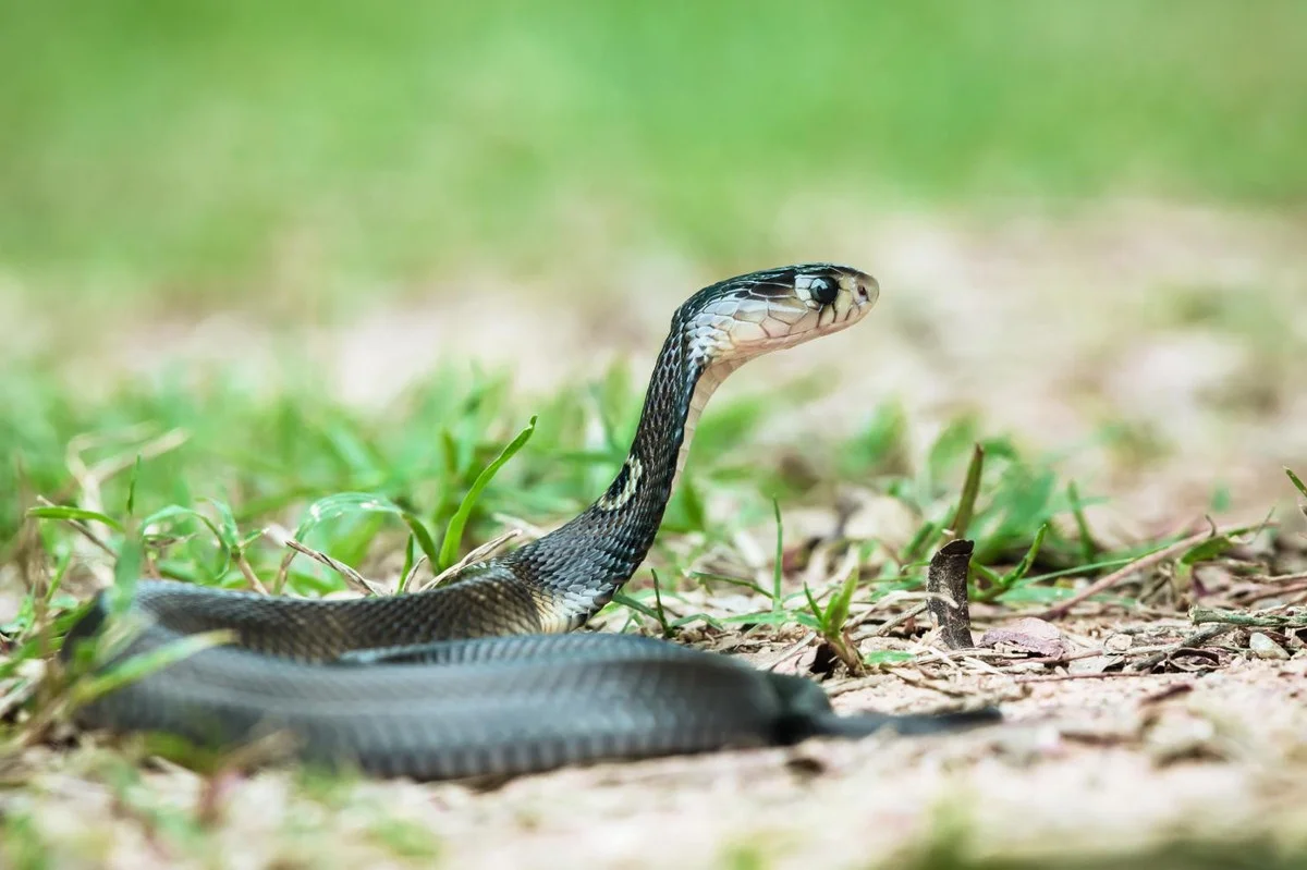 The Shocking Truth About the Most Common Cobra Species Found in Vietnam