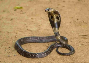 The Shocking Truth About the Most Common Cobra Species Found in Vietnam - image 2