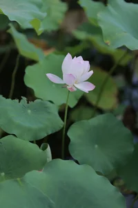 YiTuYu Art Language Vol. 7742: Capturing the Essence of Yi Yi - image 16