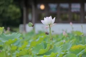 YiTuYu Art Language Vol. 7742: Capturing the Essence of Yi Yi - image 15