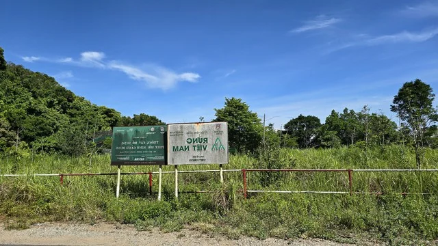 The Reality of Ha Anh Tuan’s Reforestation Project in Da Nang After Four Years