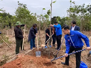 The Reality of Ha Anh Tuan’s Reforestation Project in Da Nang After Four Years - image 2