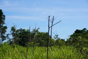 The Reality of Ha Anh Tuan’s Reforestation Project in Da Nang After Four Years - image 1